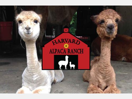 Event image for Summer Reading: Live Animal Program with Harvard Alpaca Ranch (O'Neill)