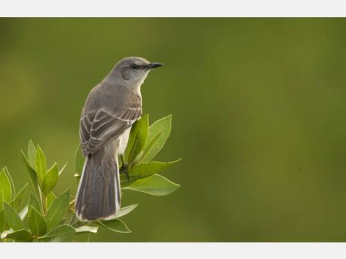 Event image for CPL Nature Club: Morning Bird Watching Walk at Mount Auburn Cemetery (Collins)