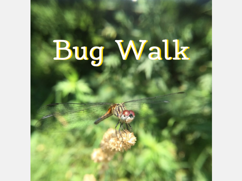 Event image for Summer Reading: Bug Walk (Boudreau)