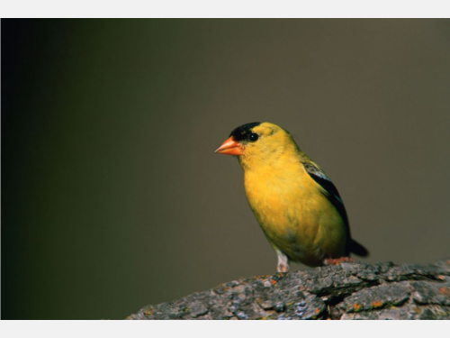 Event image for CPL Nature Club: Morning Bird Watching Walk at Mount Auburn Cemetery (Collins)