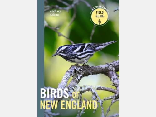 Event image for Zach Adams presents: Birds of New England (Main)