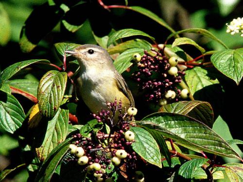 Event image for CPL Nature Club: Morning Bird Watching Walk at Mount Auburn Cemetery (Collins)