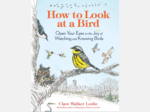 Event image for CPL Nature Club: Cambridge Birds and How to Draw Them with Clare Walker Leslie (Collins Branch)