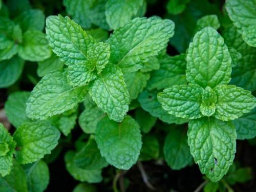 Event image for CPL Nature Club: Herb of the Month: Mint (O'Connell)