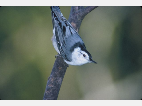 Event image for CPL Nature Club: Morning Bird Watching Walk at Mount Auburn Cemetery (Collins)