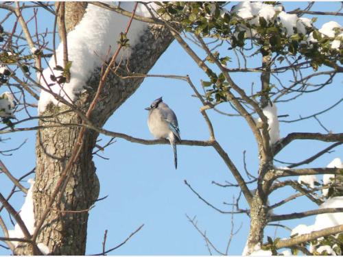 Event image for Morning Bird Watching Walk at Mt. Auburn Cemetery (Collins)