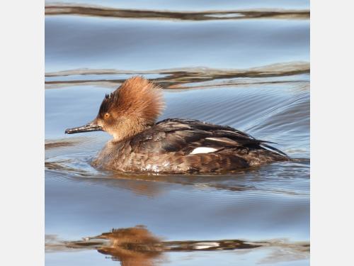 Event image for CPL Nature Club - New Year's Birdwatching at Fresh Pond (O'Neill)
