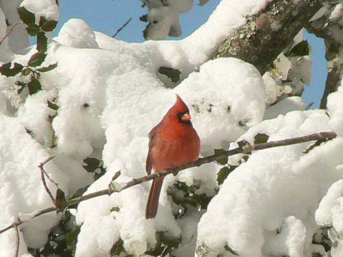 Event image for CPL Nature Club: Morning Bird Watching Walk at Mt. Auburn Cemetery (Collins)