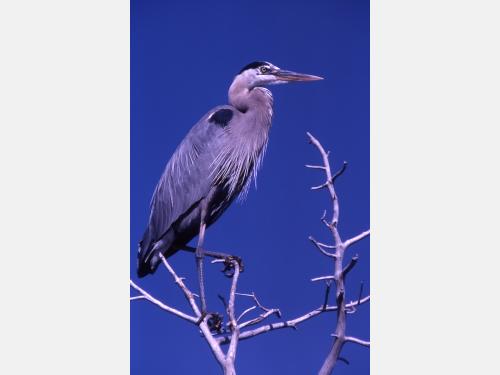 Event image for CPL Nature Club: Morning Bird Watching Walk at Mt. Auburn Cemetery (Collins)