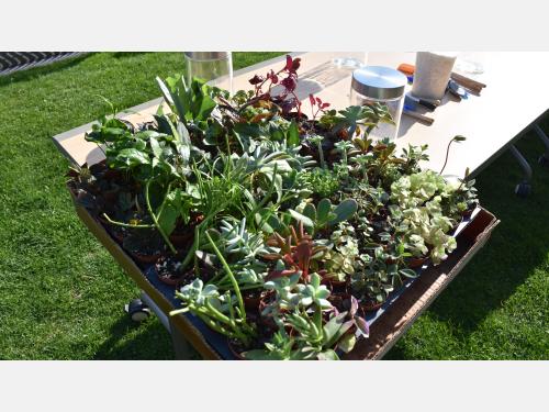 Event image for Create Your Own Terrarium! (Main)