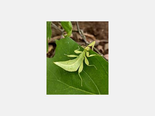 Event image for Arthropod Petting Zoo with Professor Bugman (O'Neill)