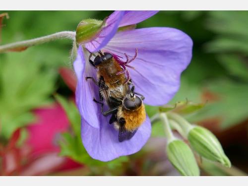 Event image for Gardening for Biodiversity: Supporting Pollinators, Birds and Other Species with Native Plants (Main/Virtual)