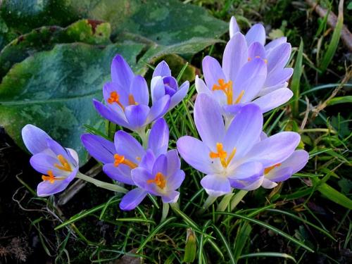 Event image for Medicinal Plant Walk at Danehy Park