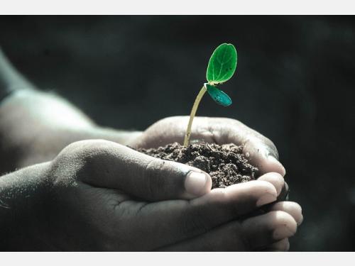 Event image for Climate Action Book Club (Collins)