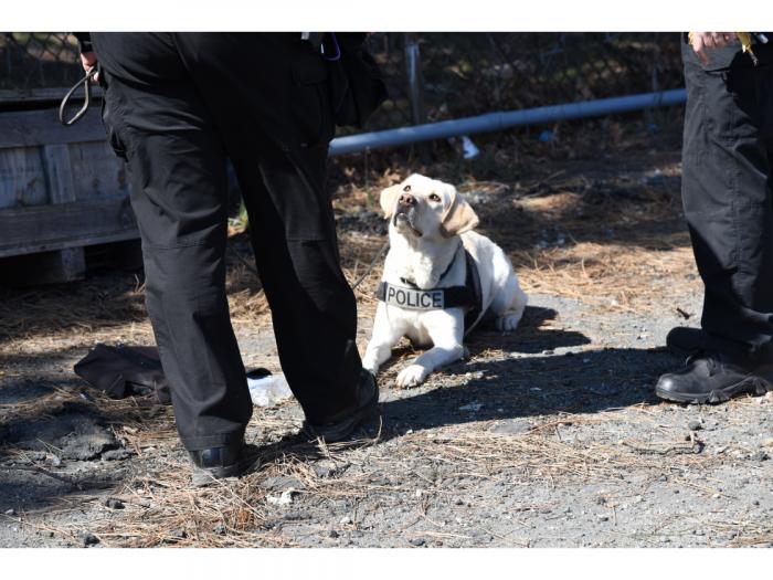 CPD Bomb Dogs photo.