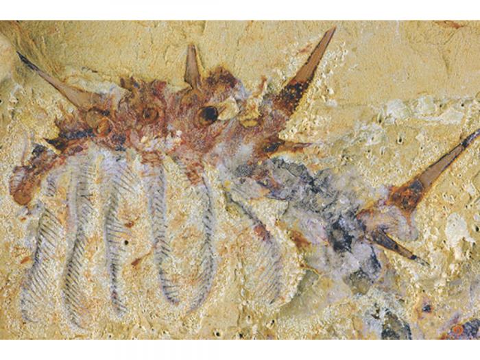A brown and grey fossil against a tan stone background