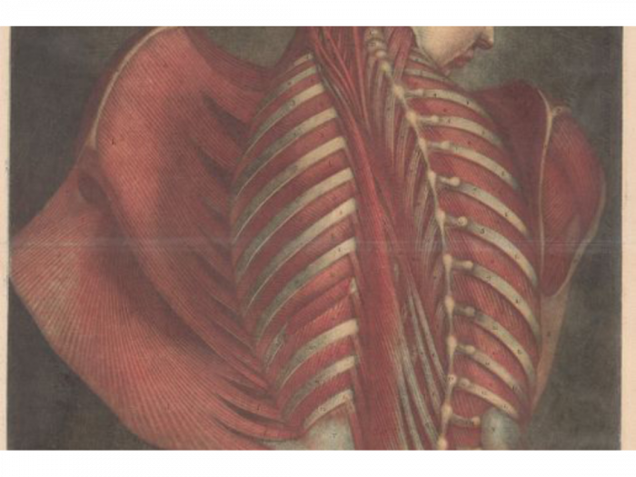 A color print portrays the muscular system of a woman’s back.