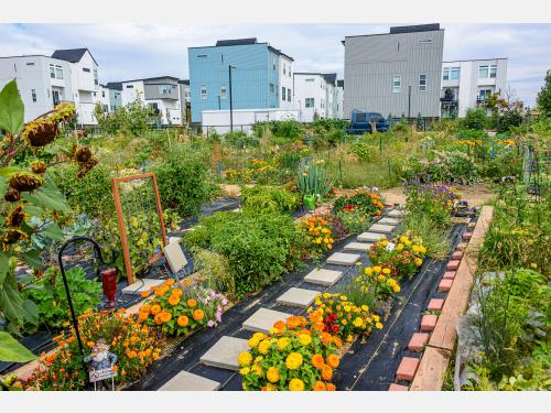 A garden with multiple rows of yellow and orange flowers with bricks weighing down black plastic row cover on each side, with vegetable plants to the right and left. In the background there are medium-rise apartment buildings
