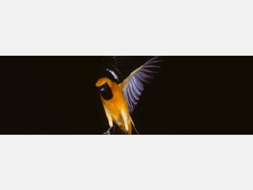 A brightly colored bird with vivid orange-yellow plumage and a black face is captured mid-flight against a dark background, with its wings fully spread and legs extended for landing.