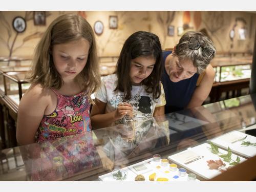 A woman and two girls look at glass flowers in the gallery.