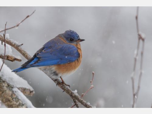 Bluebird in the snow