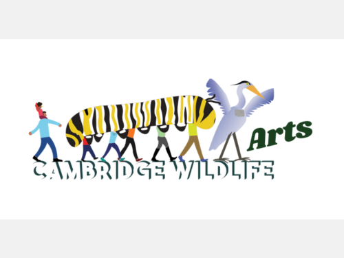 a parade led by a giant great blue heron followed by five children whose upper bodies are covered by the monarch caterpillar giant puppet they are carrying, black, yellow, and white striped; and a tall person in the rear carrying a child in a red shirt on their shoulders, with the words Cambridge WIldlife Arts