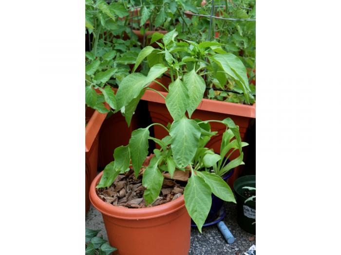A young pepper plant