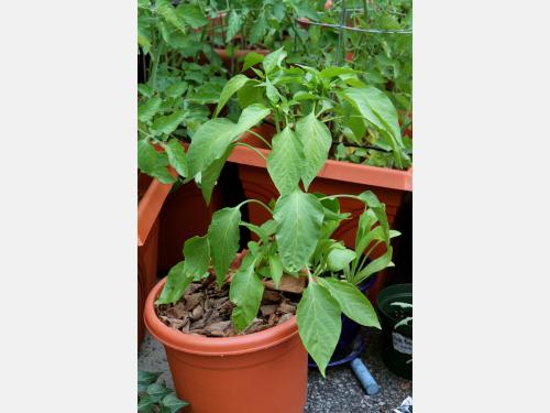 A young pepper plant.