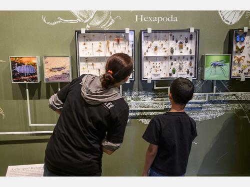 a woman and a boy photographed from behind look at glass cases of insects on a wall.