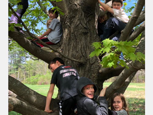 Group of smiling students climbing a tree together at Birches Summer Explorations.