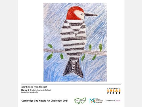 a colored pencil drawing of  bird with a mostly red head with its back to the viewer, facing left, sitting on a branch. the body is striped white and black, its tail is black. the beak is long and black.